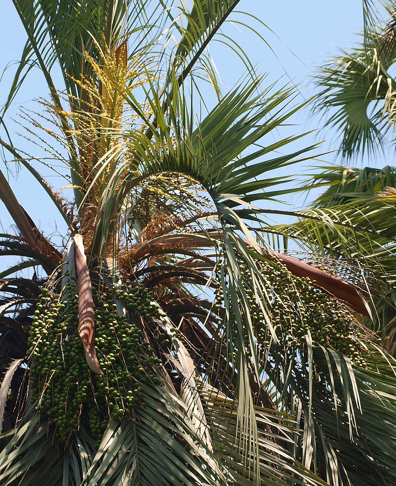   Butia odorata  arching leaf, inflorescence and fruit 
