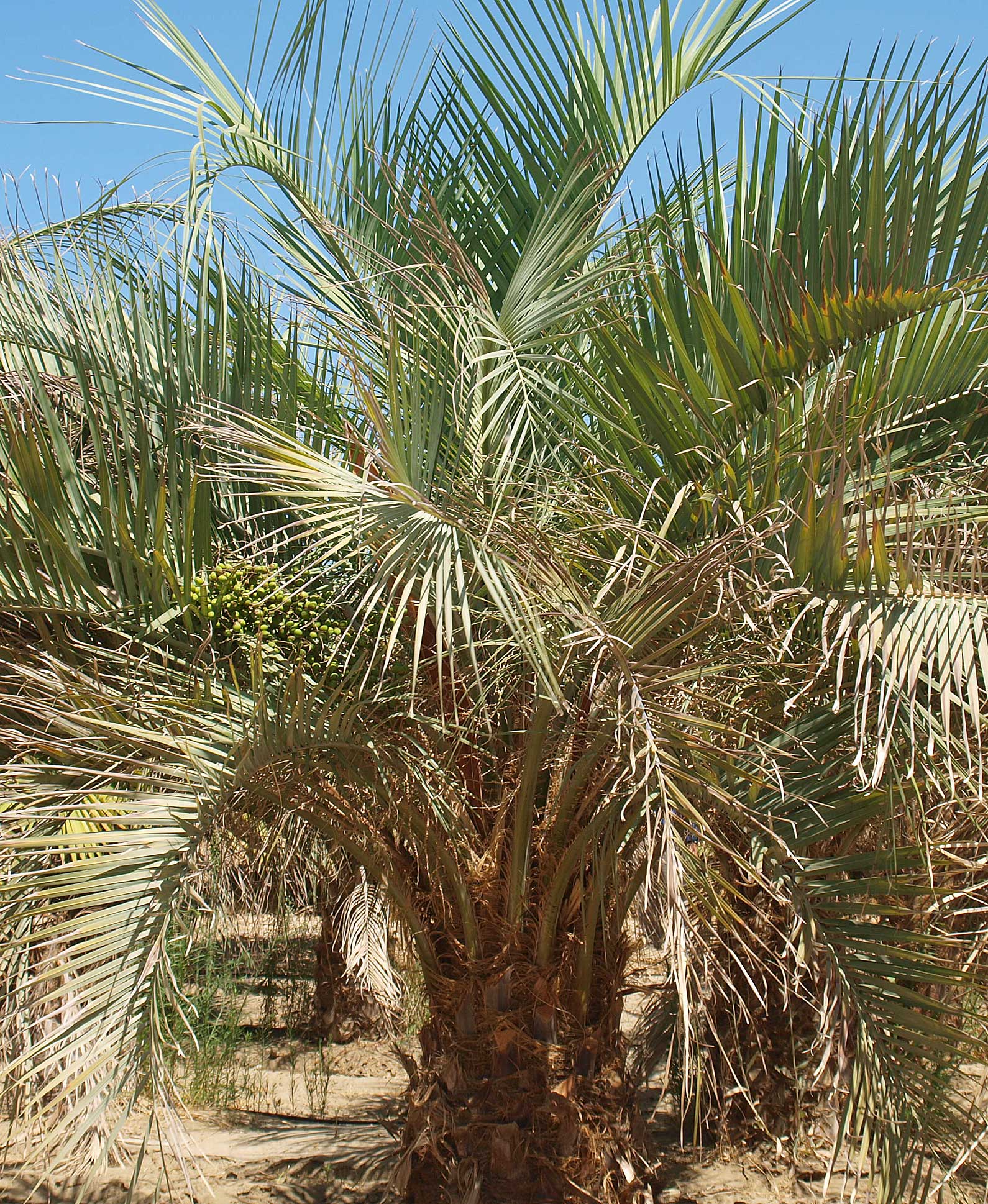   Butia odorata  young individual in the landscape with persistent leaf bases and twisted, arching leaves 
