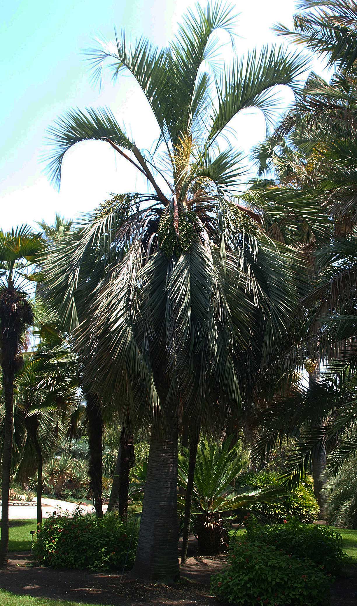   Butia odorata  older individual in the landscape with smoother stem and leaf scars rings 
