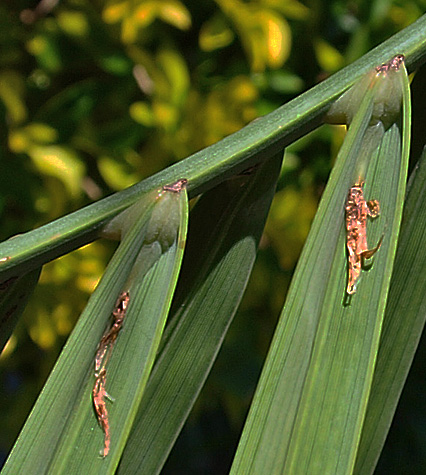   Butia odorata  leaflet with ramenta visible on the underside (closer view) 

