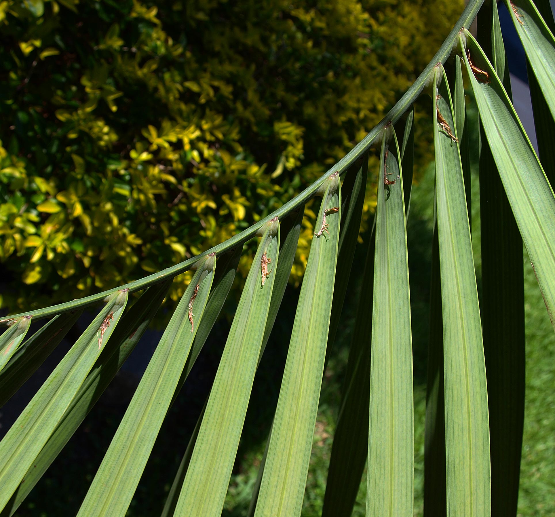   Butia odorata  leaflet with ramenta visible on the underside 
