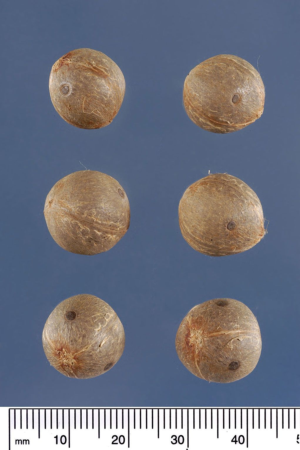   Butia odorata  seeds. Photograph courtesy of Mariana P. Beckman, DPI 

