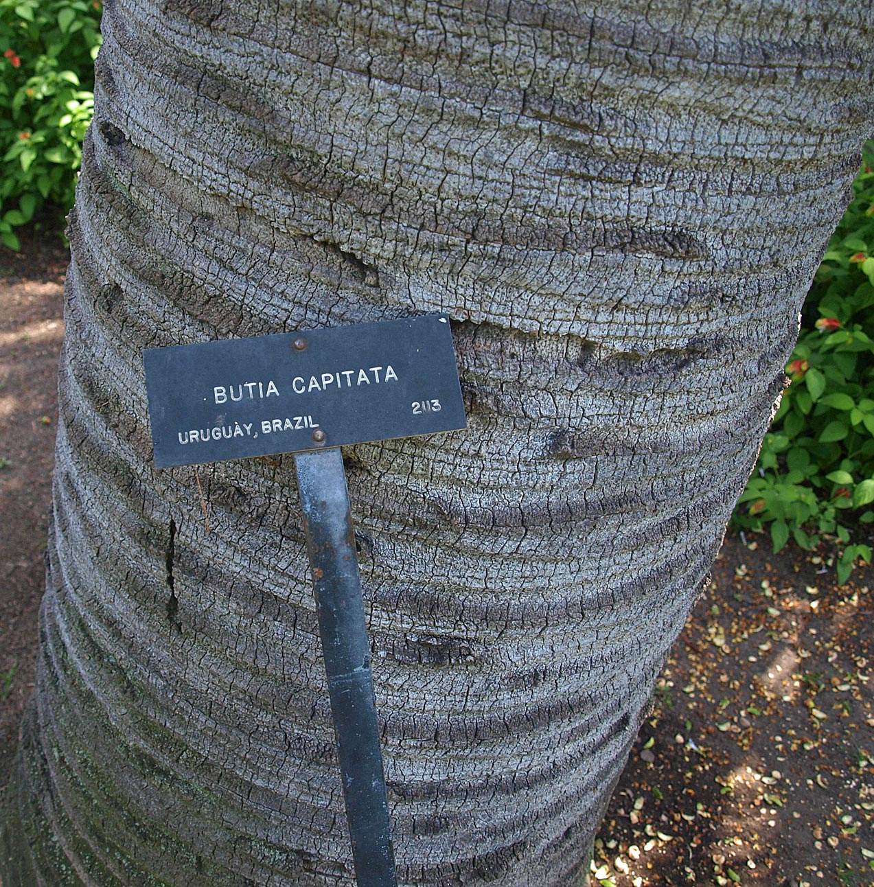   Butia odorata  stem with leaf scars 
