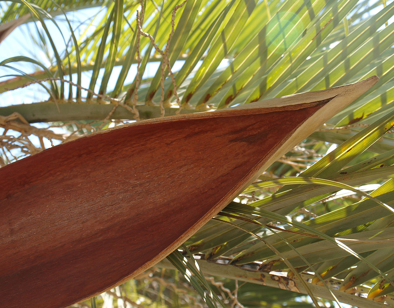   Butia odorata  beaked, woody spathe previously covering inflorescence 
