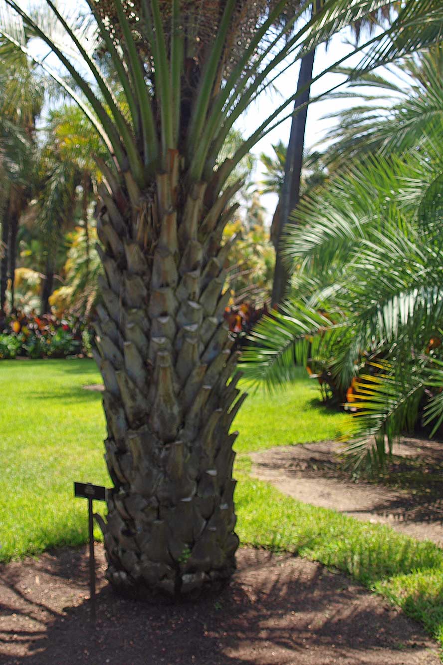  Butia odorata  with persistent leaf bases 
