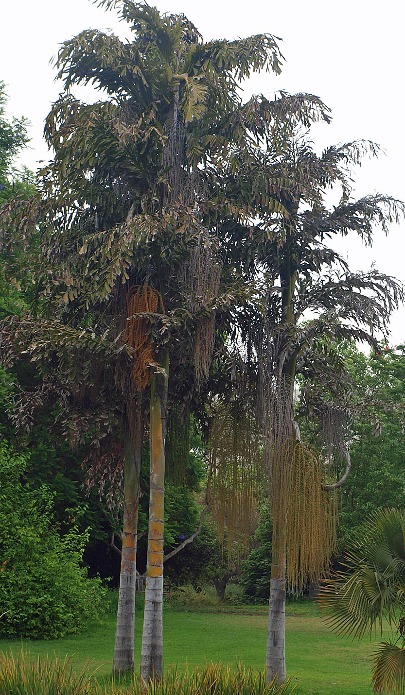   Caryota maxima  palms in landscape 