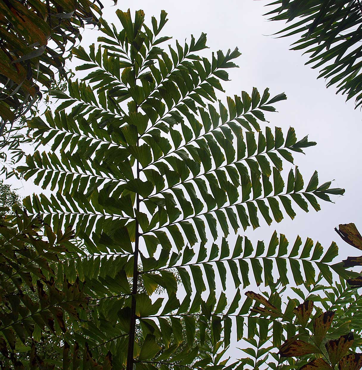   Caryota maxima  bi-pinnate leaflets 