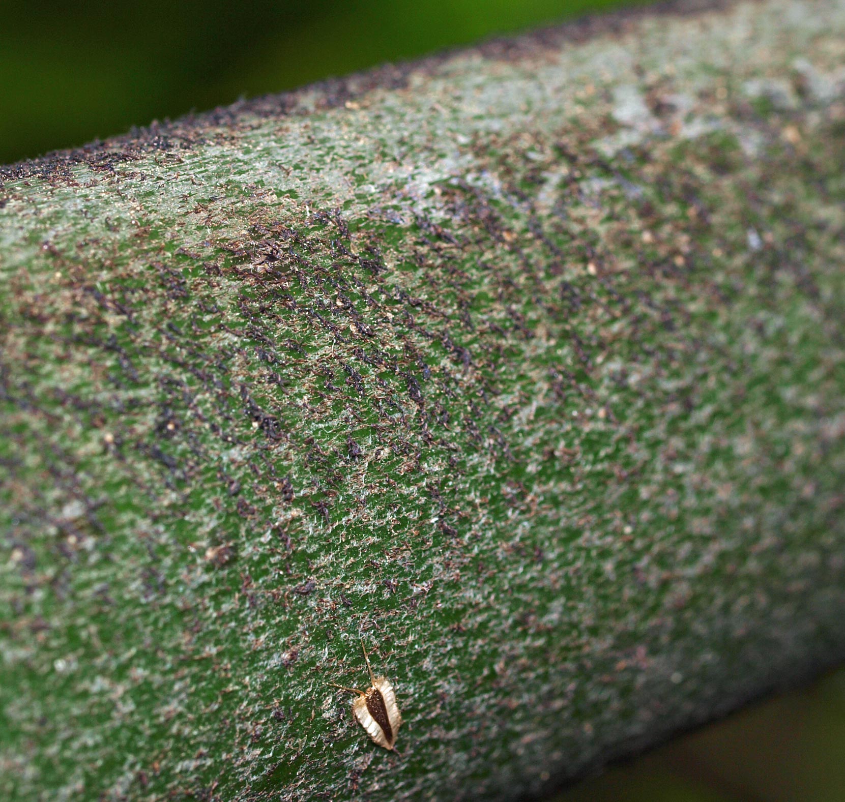   Caryota maxima  tomentum on rachis 