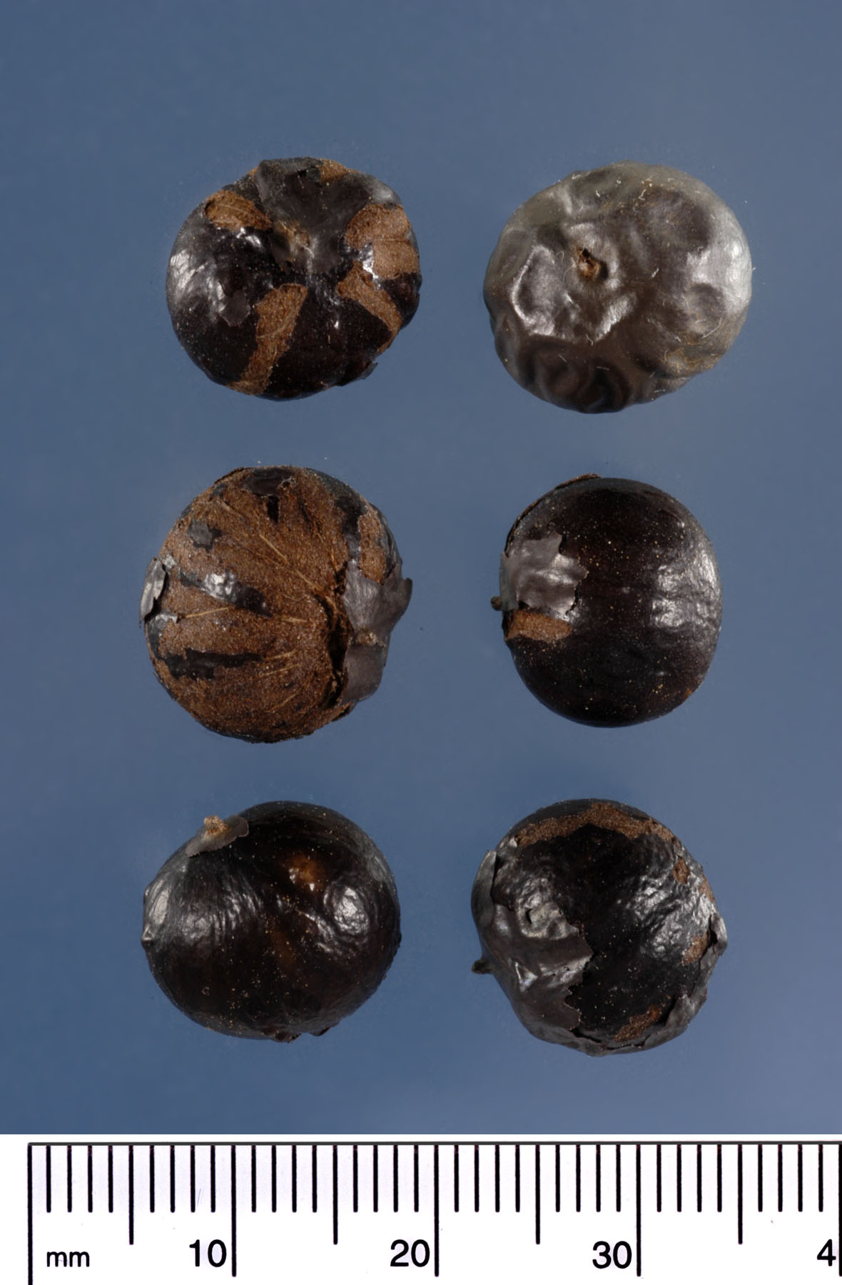   Caryota mitis  seeds. Photograph courtesy of Mariana P. Beckman, DPI 