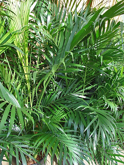   Chamaedorea cataractarum  in container (Starr image 080117-2236). Photograph courtesy of Forest amp; Kim Starr,  starrimages@hear.org  