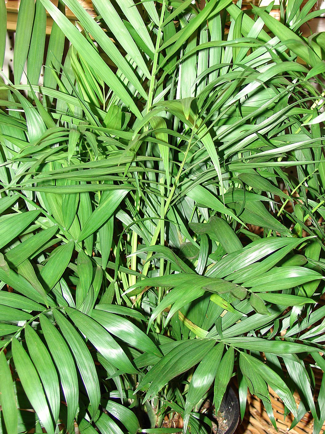   Chamaedorea elegans  habit (Starr image 07096-9076). Photograph courtesy of Forest amp; Kim Starr,  starrimages@hear.org  