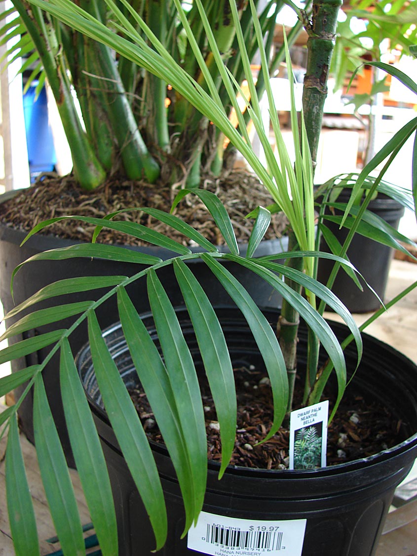   Chamaedorea elegans  in container (Starr image 080117-2200). Photograph courtesy of Forest amp; Kim Starr,  starrimages@hear.org  