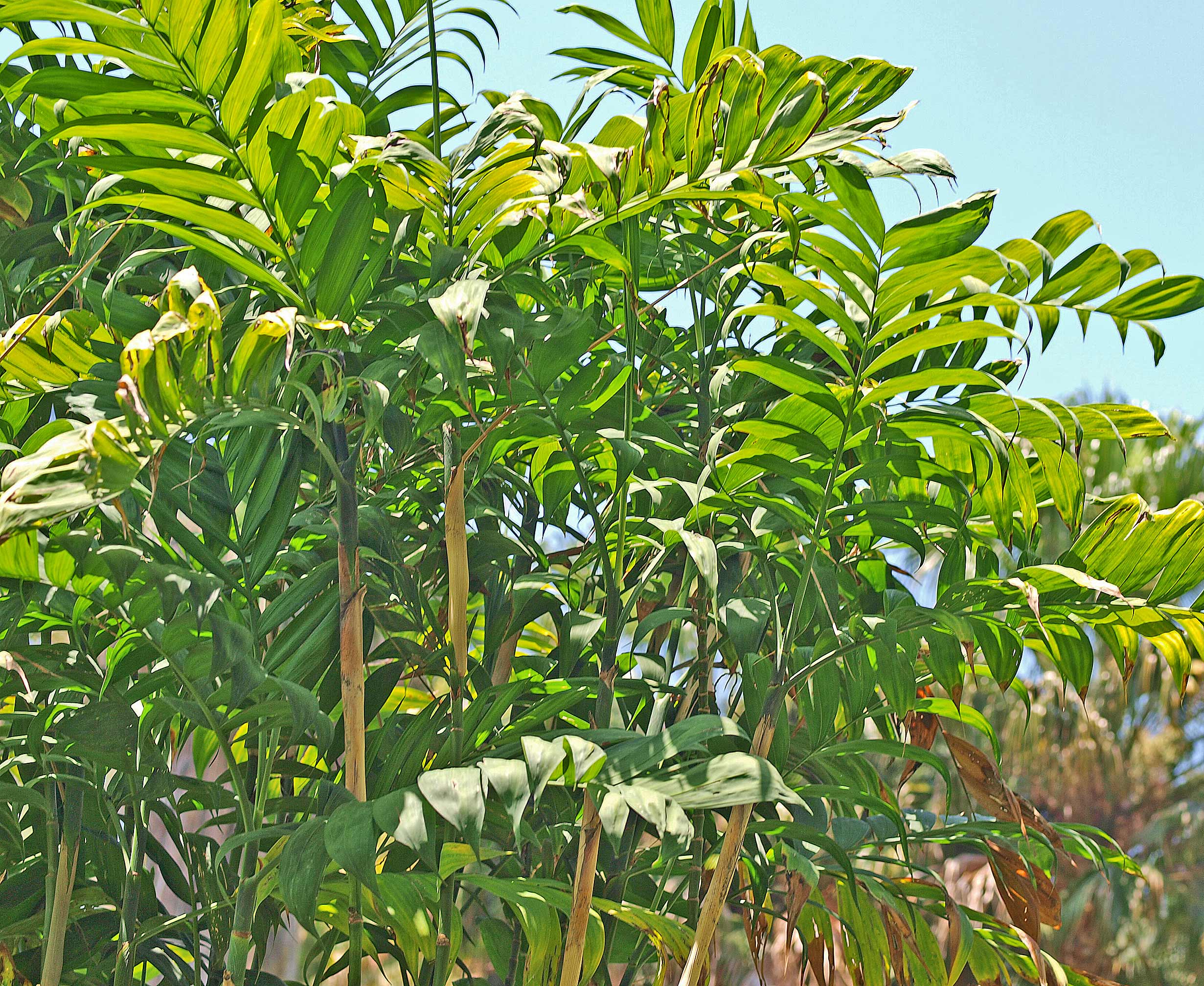   Chamaedorea microspadix  habit 