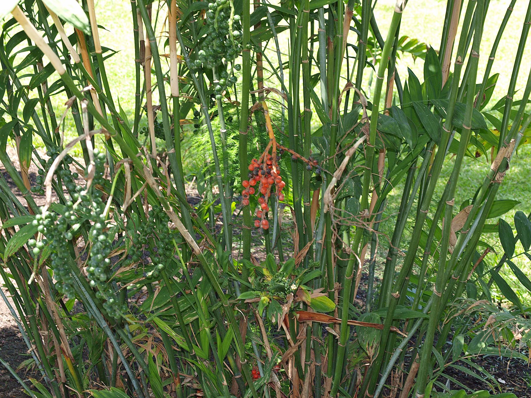   Chamaedorea microspadix  in landscape, with fruit 