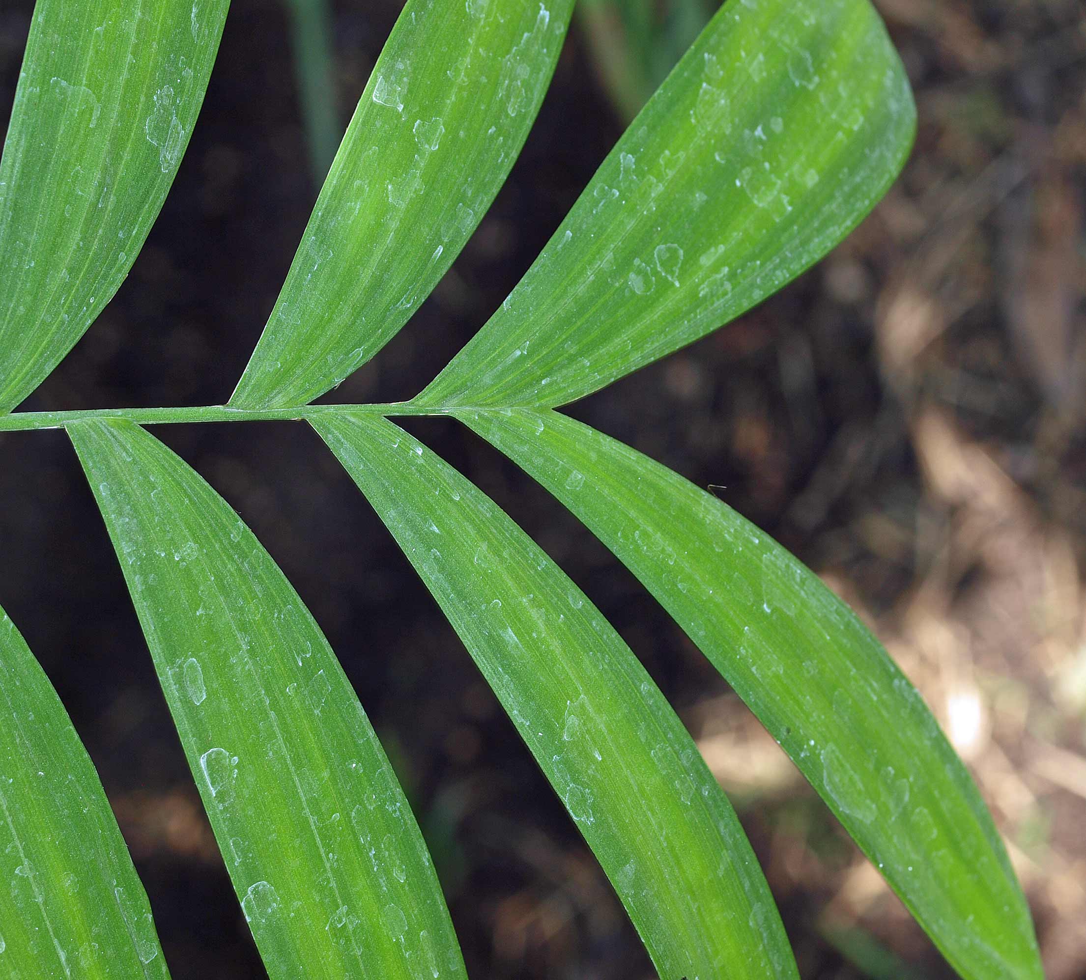   Chamaedorea microspadix  leaflet apex 