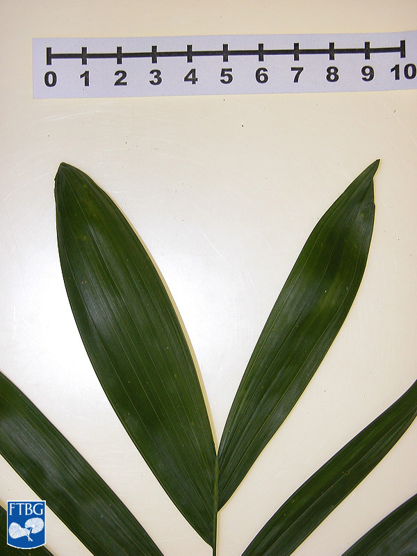   Chamaedorea seifrizii  apical leaflets. Photograph courtesy of Fairchild Tropical Botanical Garden, Guide to Palms  http://palmguide.org/index.php  
