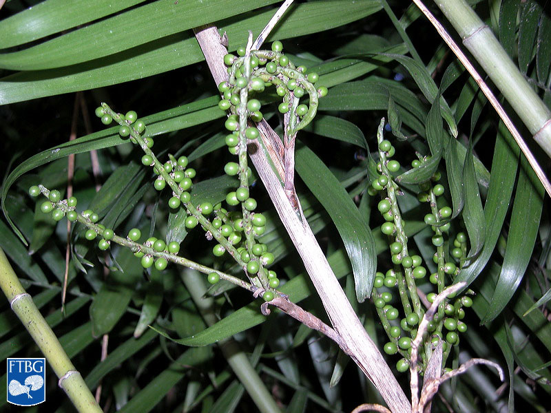   Chamaedorea seifrizii  immature fruit. Photograph courtesy of Fairchild Tropical Botanical Garden, Guide to Palms  http://palmguide.org/index.php  