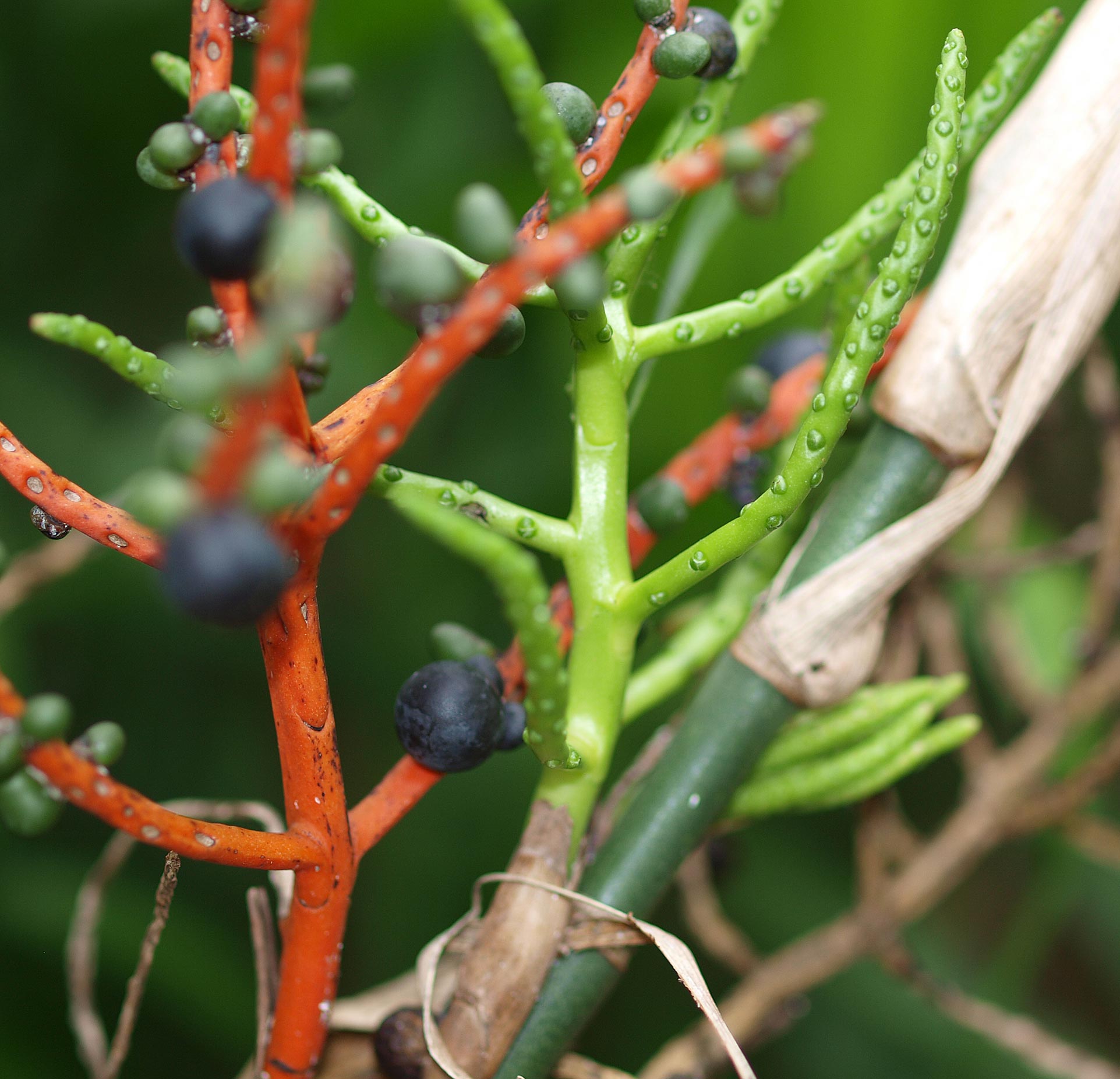   Chamaedorea seifrizii  infructescence 
