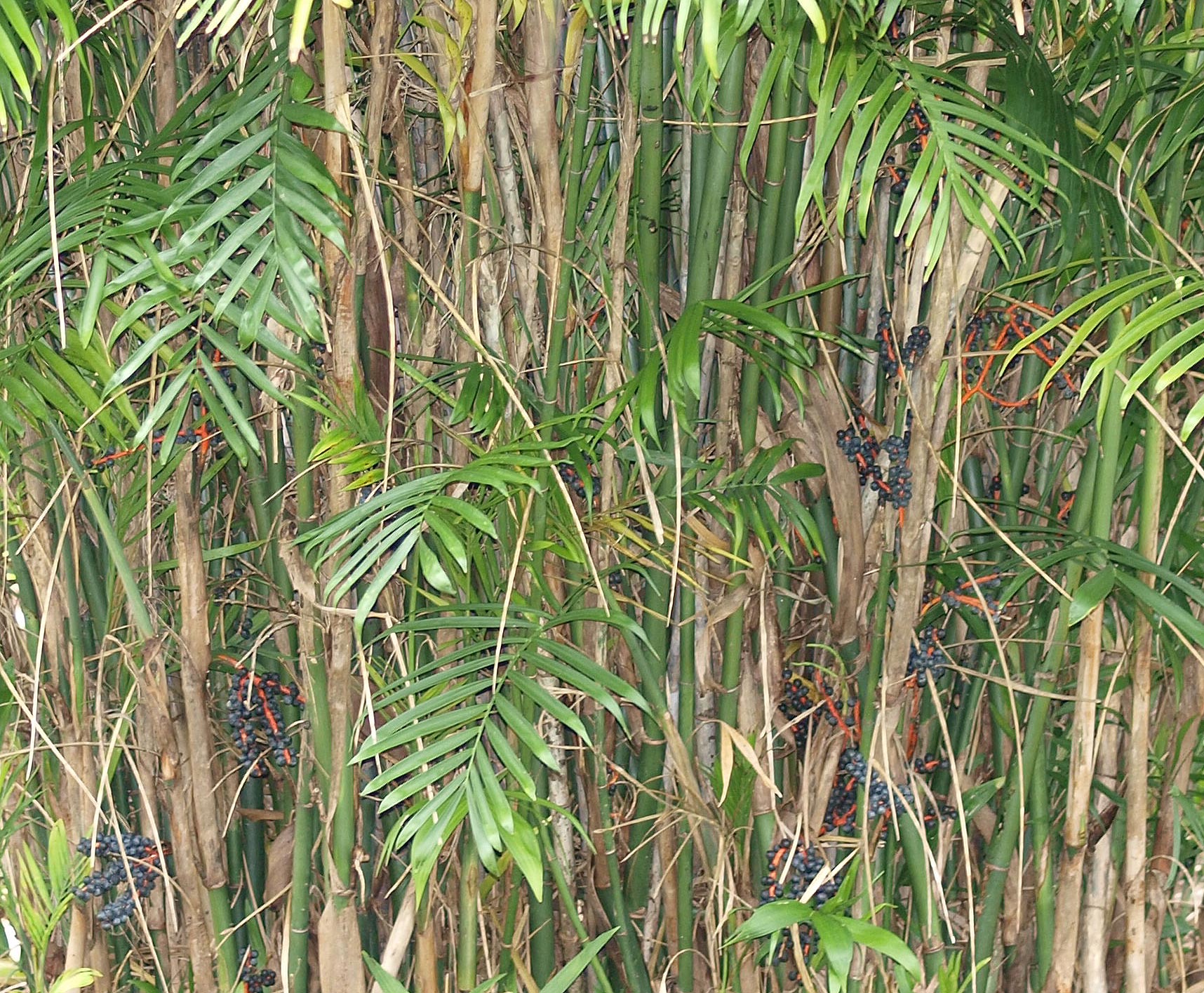   Chamaedorea seifrizii  stems with fruit 