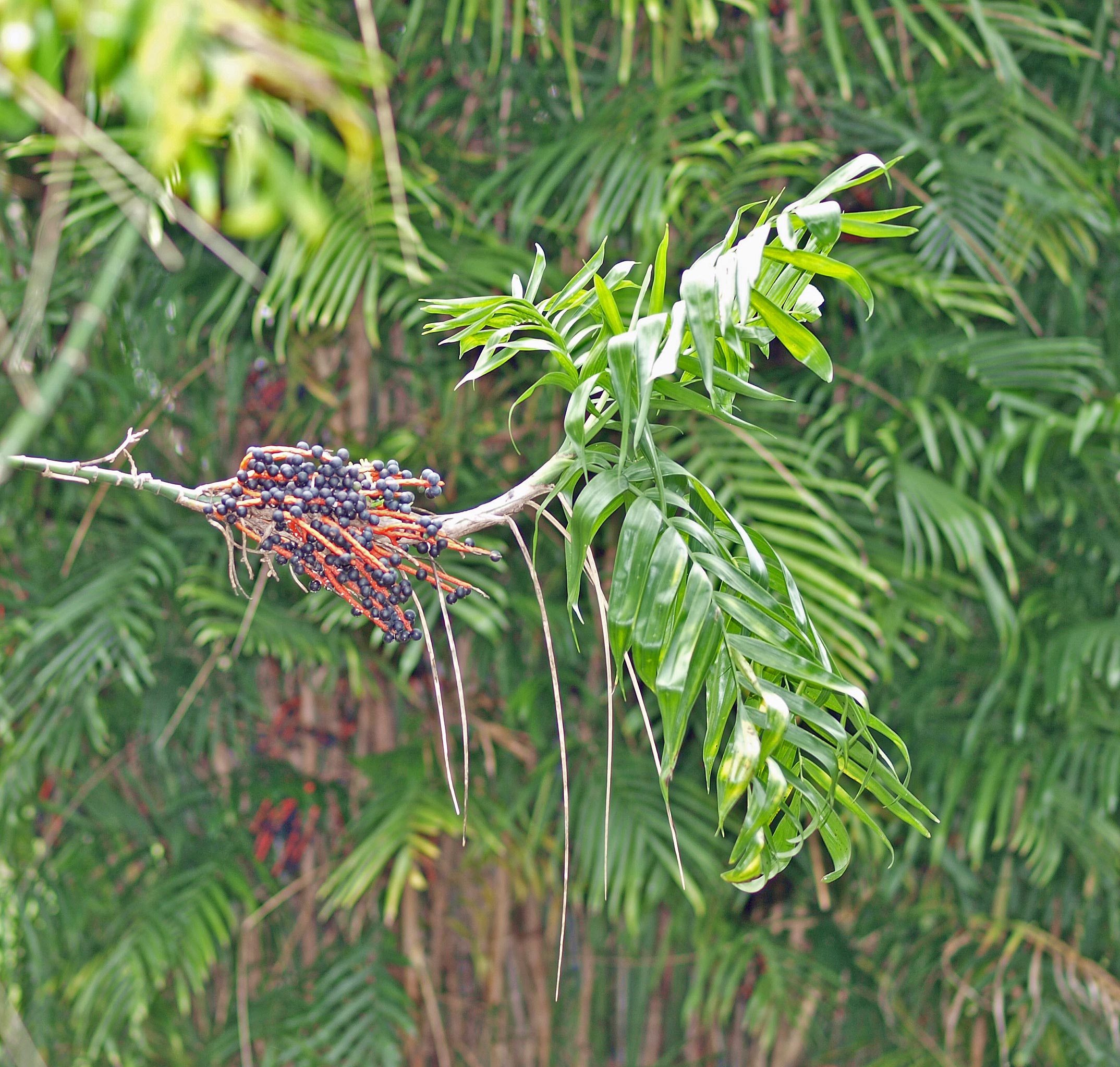   Chamaedorea seifrizii  leaves with fruit 