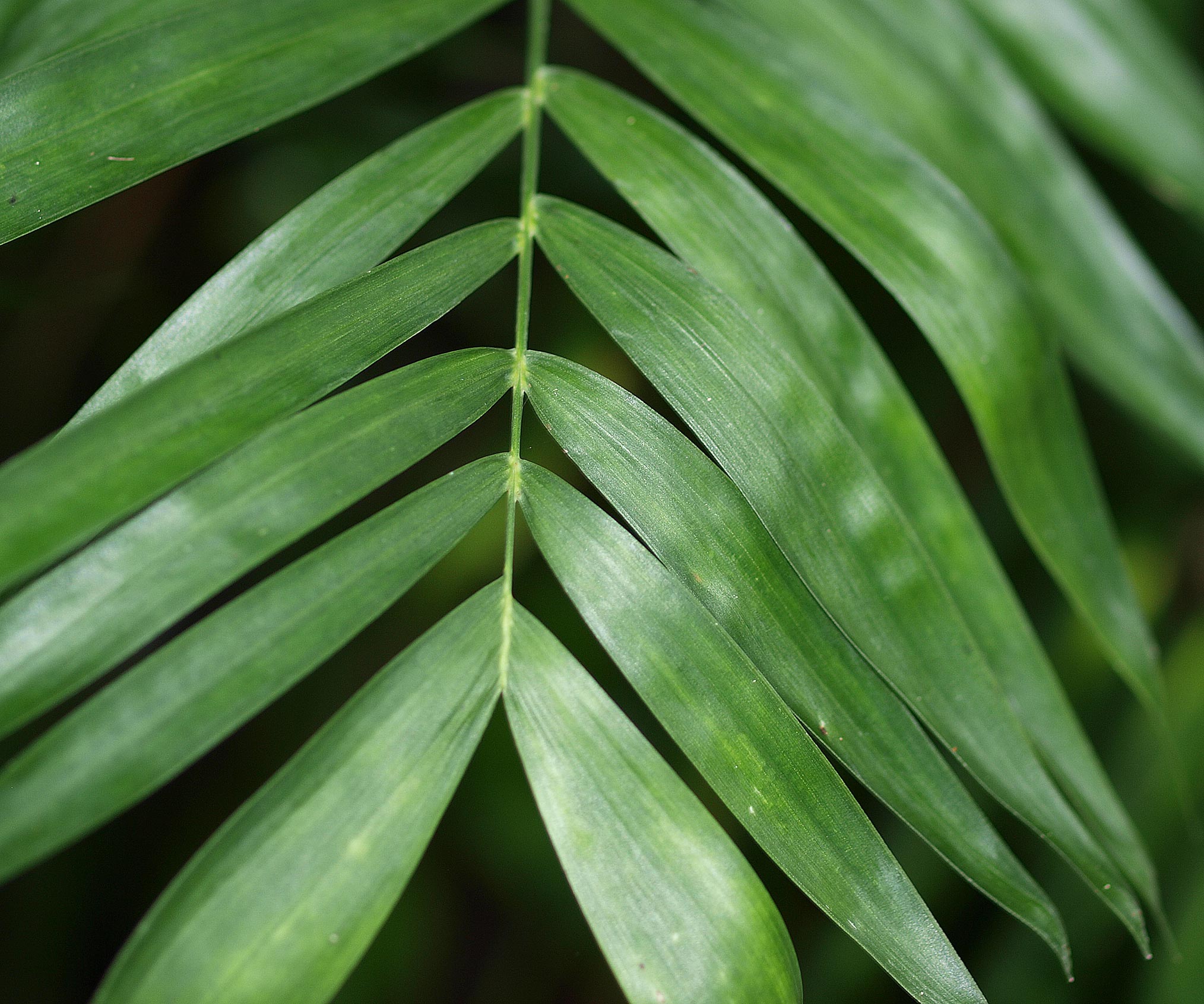   Chamaedorea seifrizii  leaflets 
