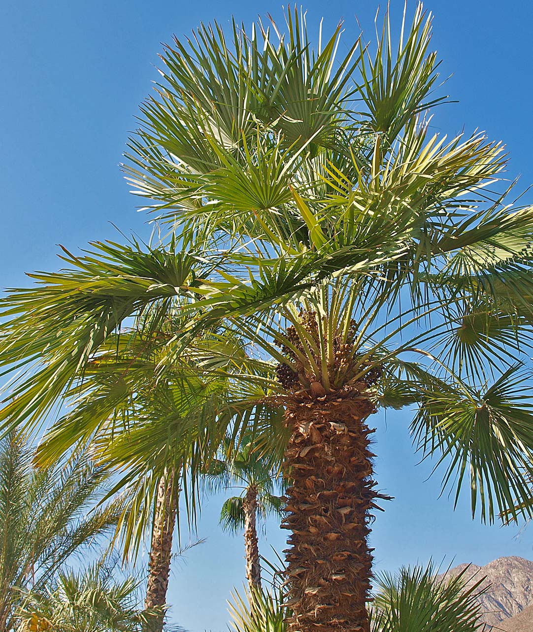   Chamaerops humilis  canopy of solitary form 