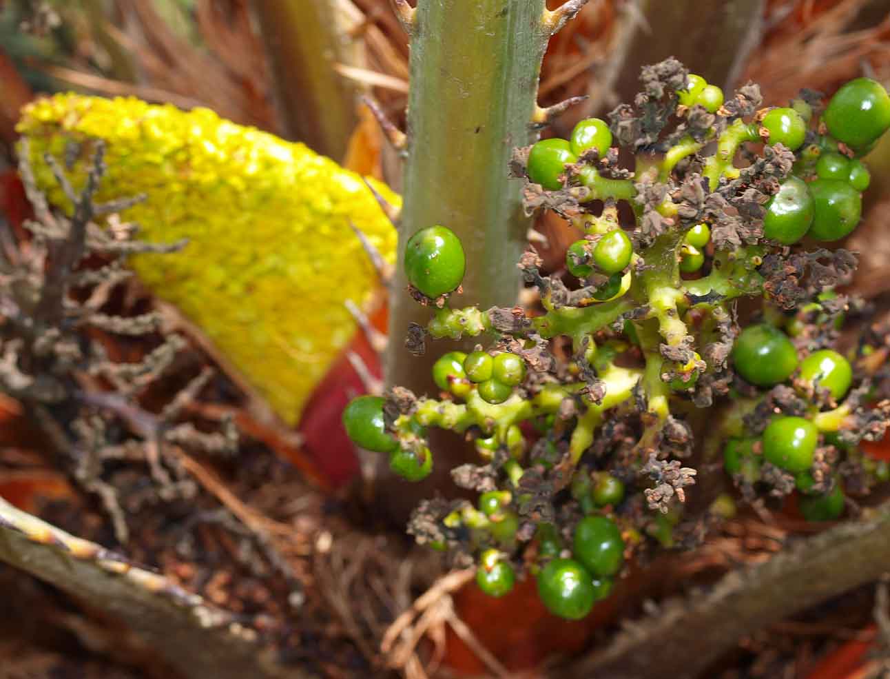   Chamaerops humilis  inflorescence and fruit 