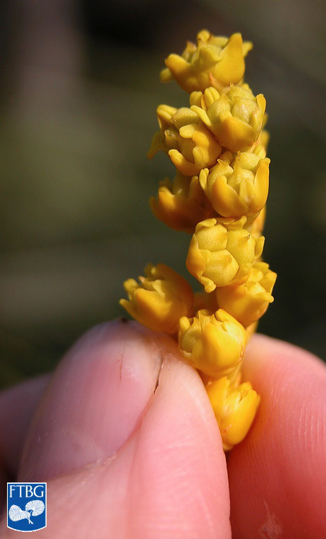   Chamaerops humilis  flowers. Photograph courtesy of Fairchild Tropical Botanical Garden, Guide to Palms  http://palmguide.org/index.php  