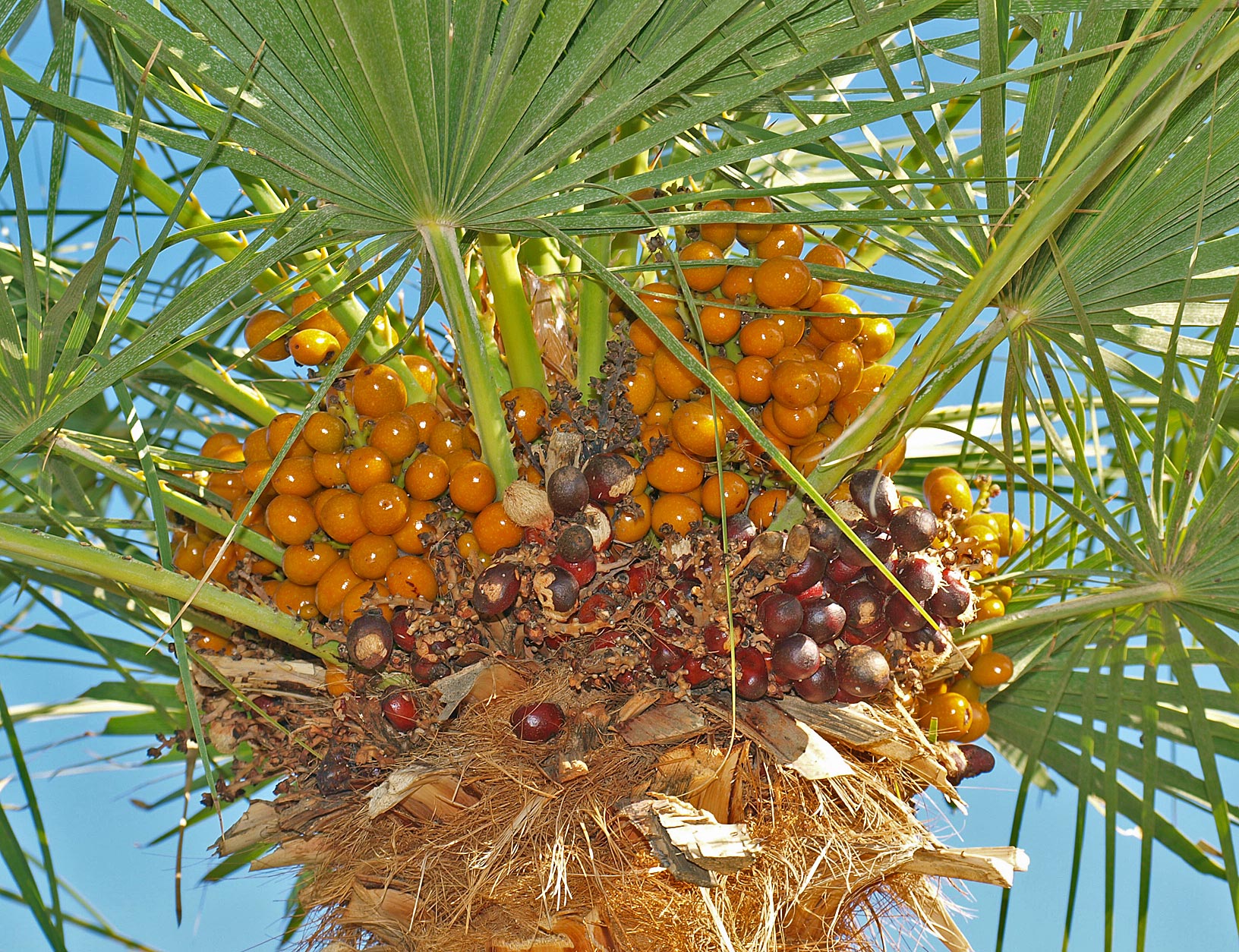   Chamaerops humilis  ripening fruit 