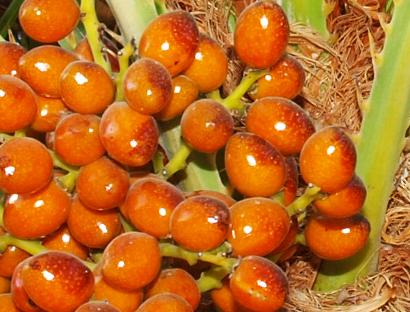   Chamaerops humilis  close view of ripening fruit 