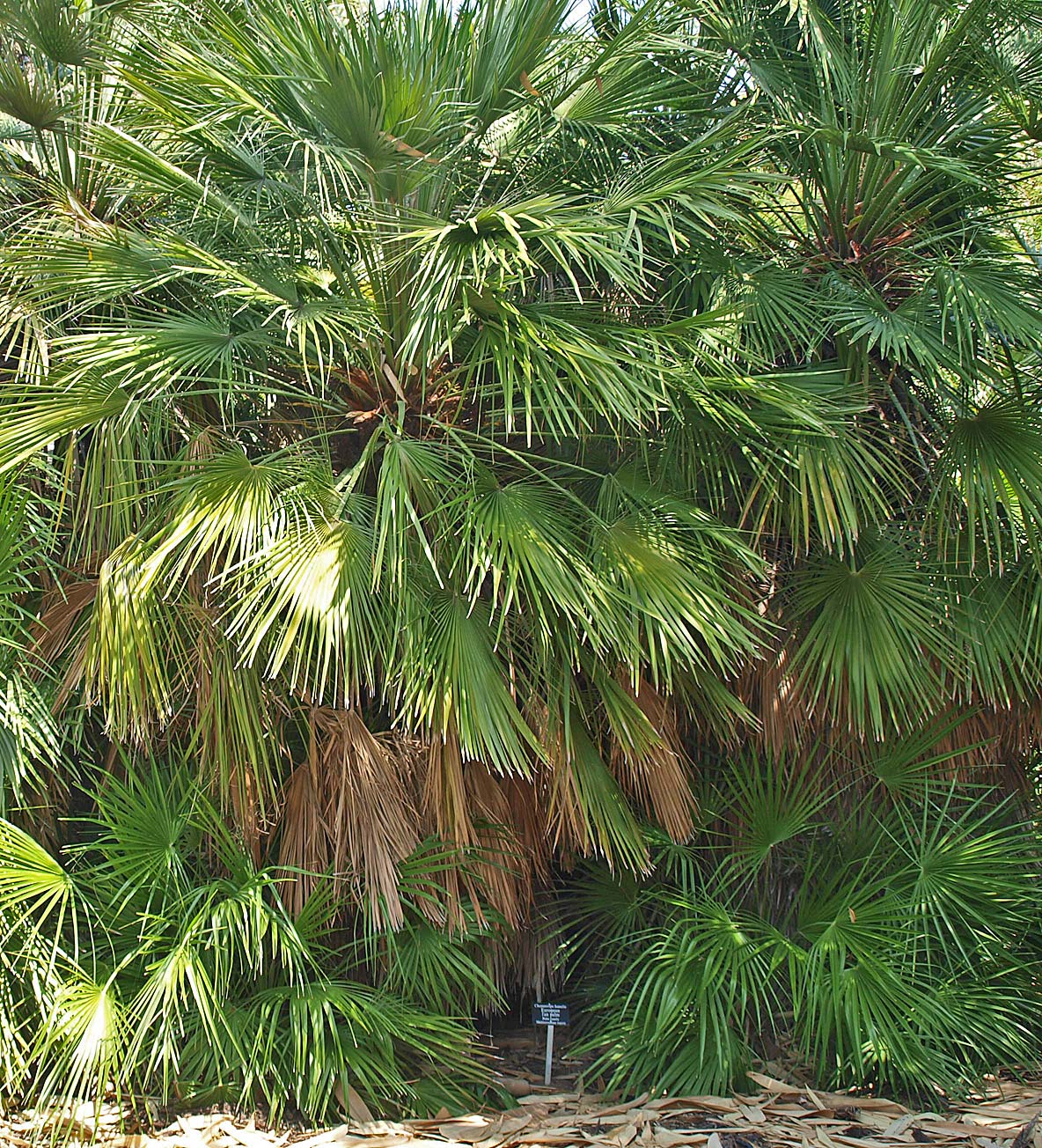   Chamaerops humilis  habit of clumping form 