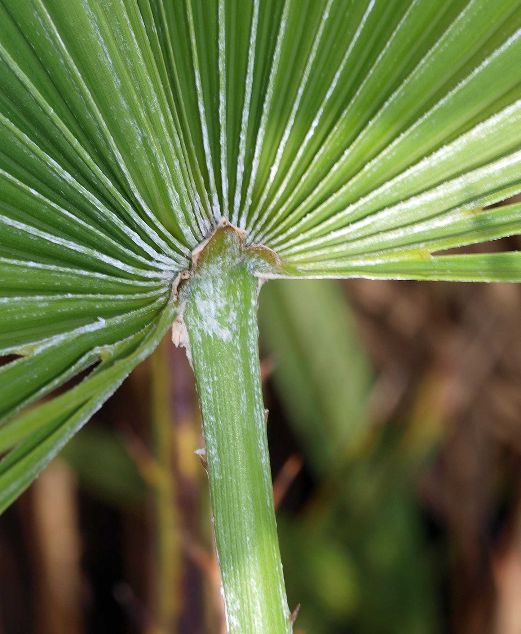   Chamaerops humilis  hastula and white tomentum on leaf and petiole 