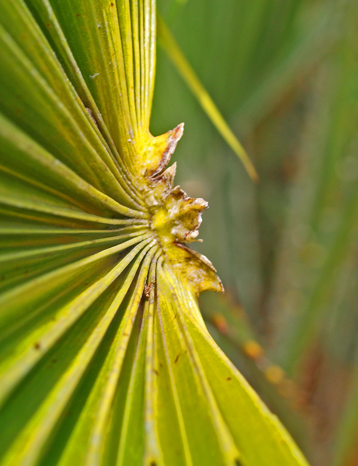   Chamaerops humilis  hastula (view from above leaf) 