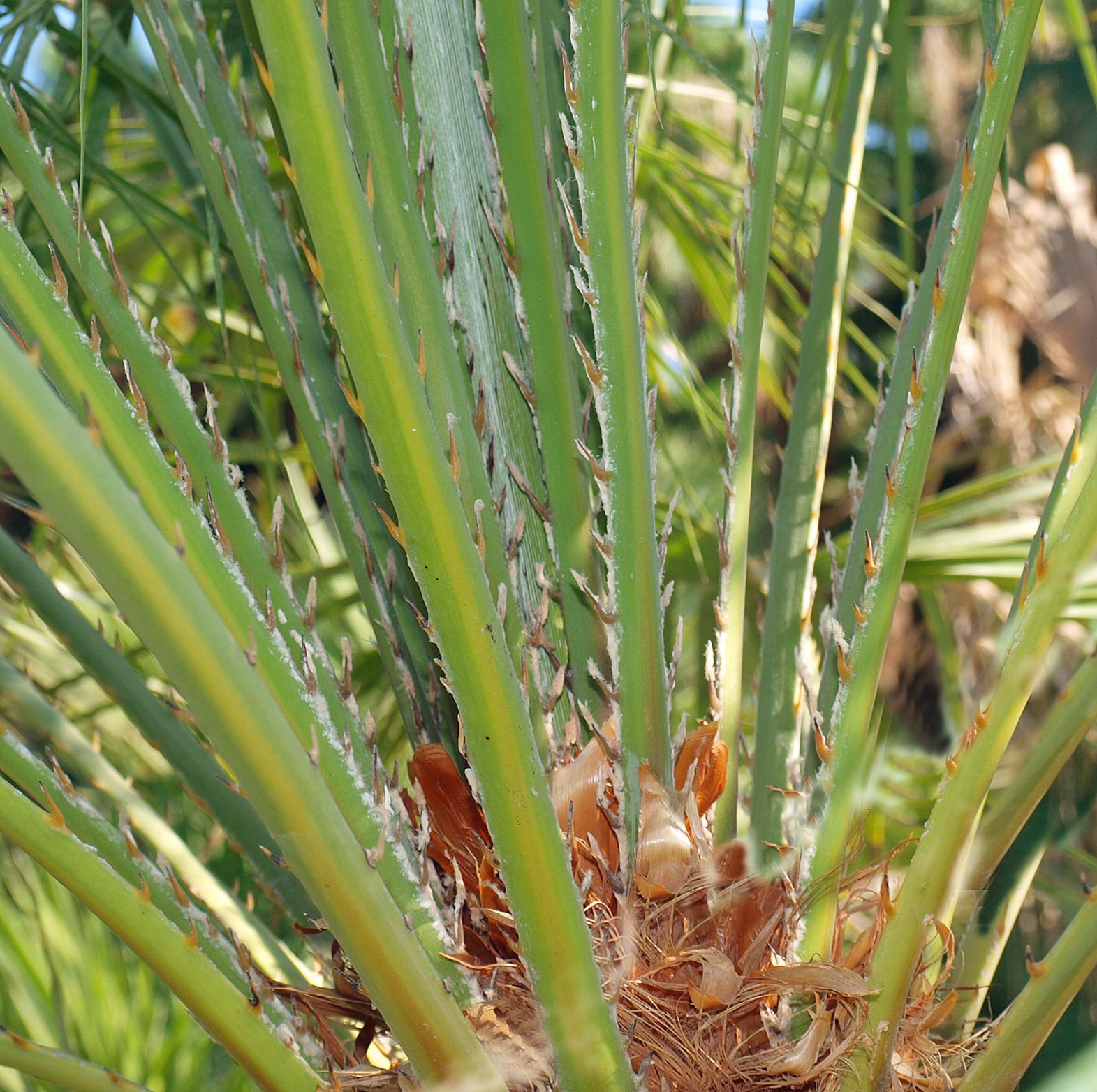   Chamaerops humilis  petioles with spines 