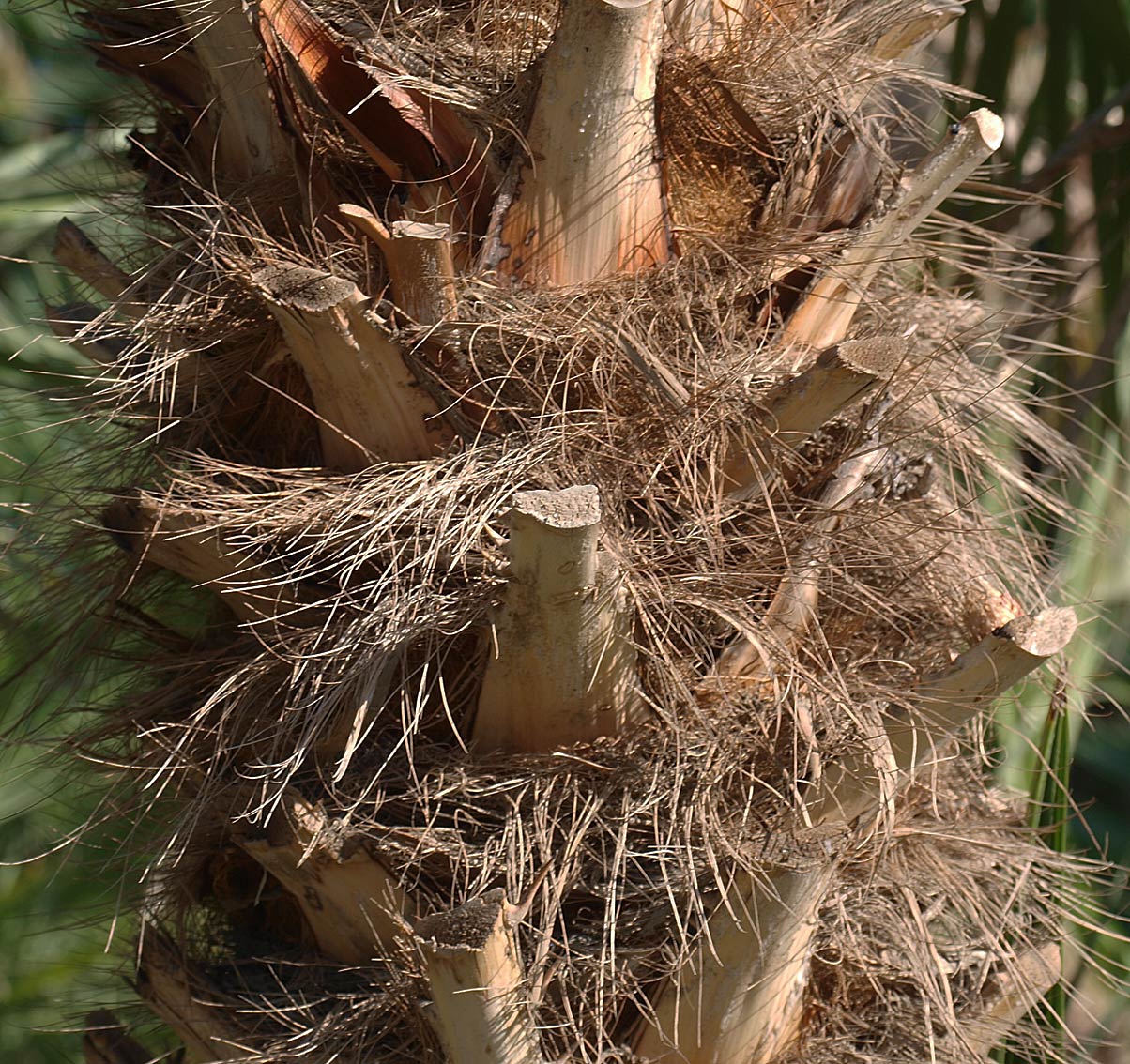   Chamaerops humilis  close view of stem 