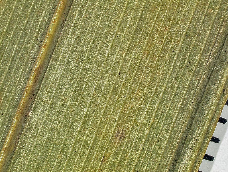  
	 Coccothrinax barbadensis  leaflet underside with transverse veinlets (with mm scale) 
