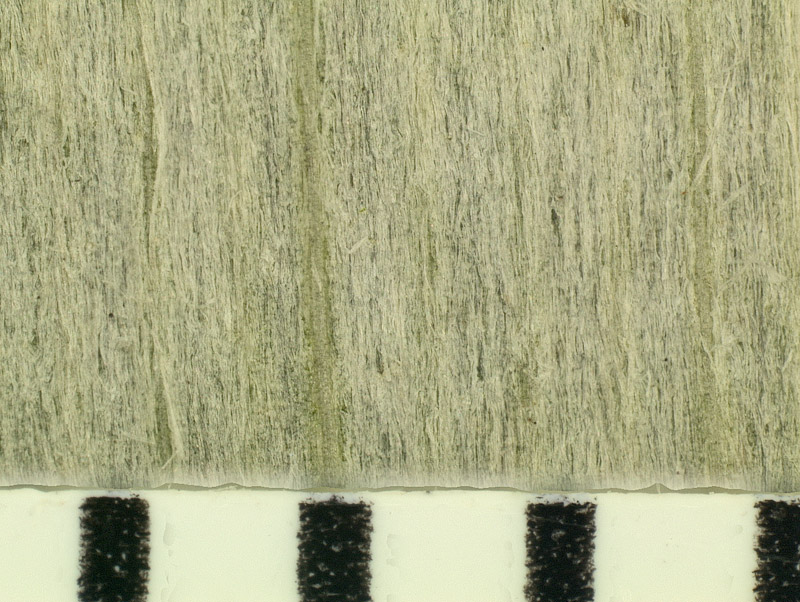   Coccothrinax miraguama  leaflet enlarged to show silvery underside (with mm scale) 