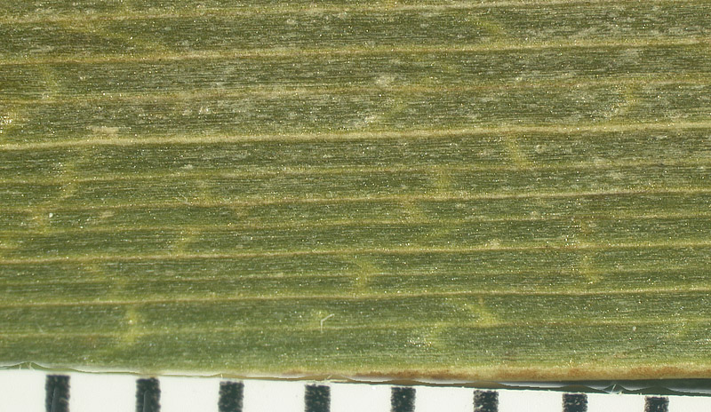   Coccothrinax miraguama  leaflet enlarged upper surface (with mm scale) 