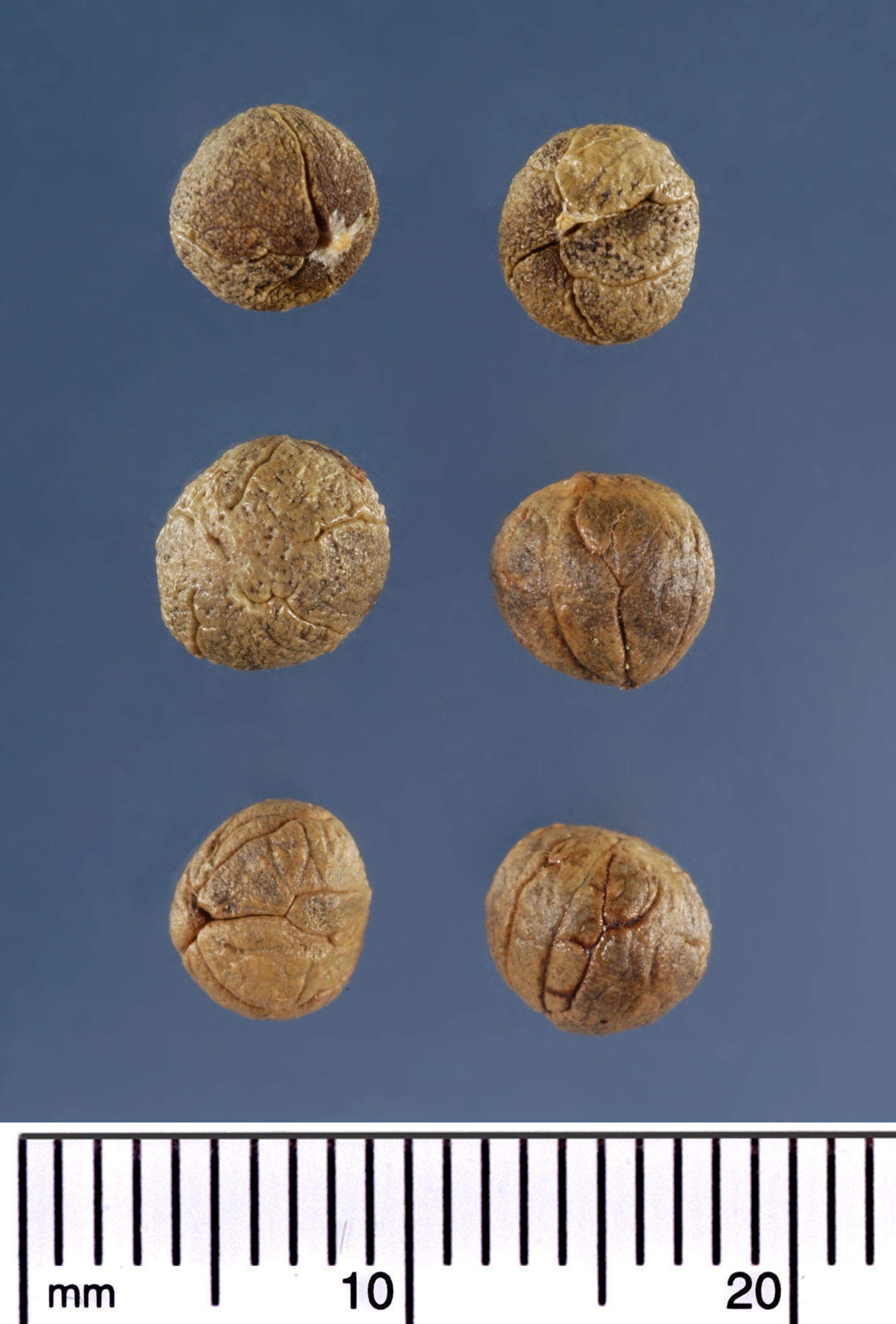   Coccothrinax argentata  seeds. Photograph courtesy of Mariana P. Beckman, DPI 