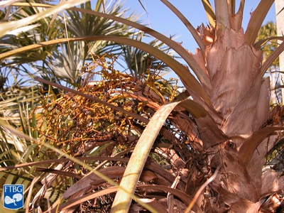   Coccothrinax argentata  petioles (not split). Photograph courtesy of Fairchild Tropical Botanical Garden, Guide to Palms  http://palmguide.org/index.php  