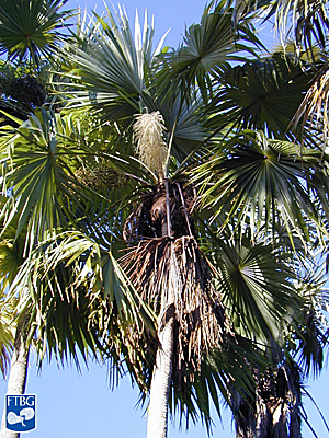  
	 Coccothrinax barbadensis  with inflorescence. Photograph courtesy of Fairchild Tropical Botanical Garden, Guide to Palms  http://palmguide.org/index.php  

