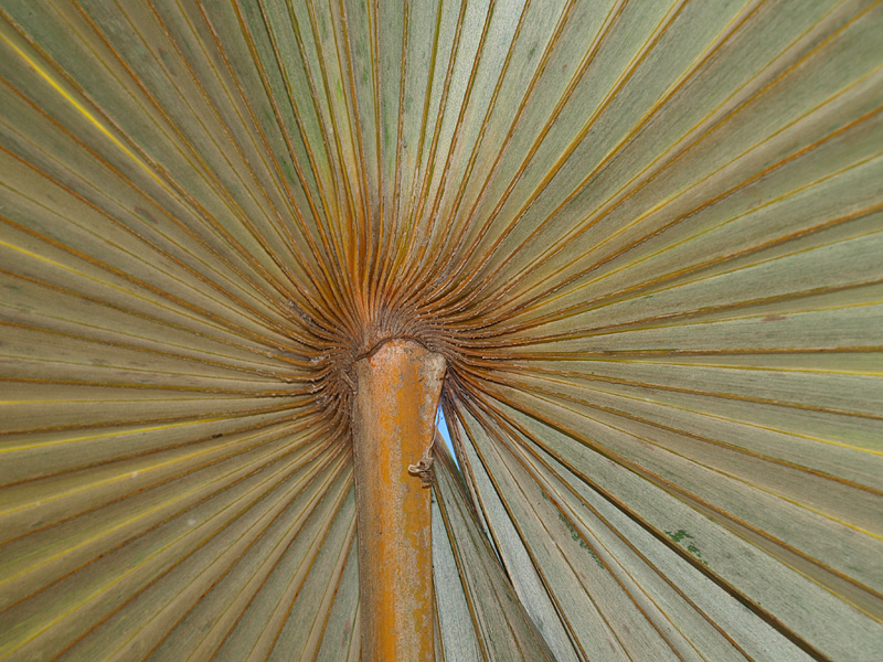  
	 Coccothrinax barbadensis  leaf blade silvery undersurface 

