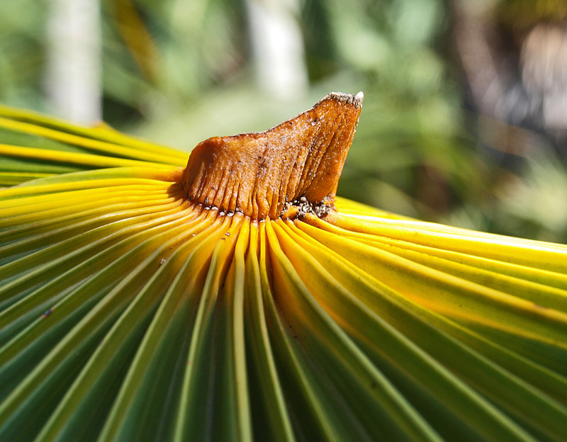  
	 Coccothrinax barbadensis  close view of hastula 
