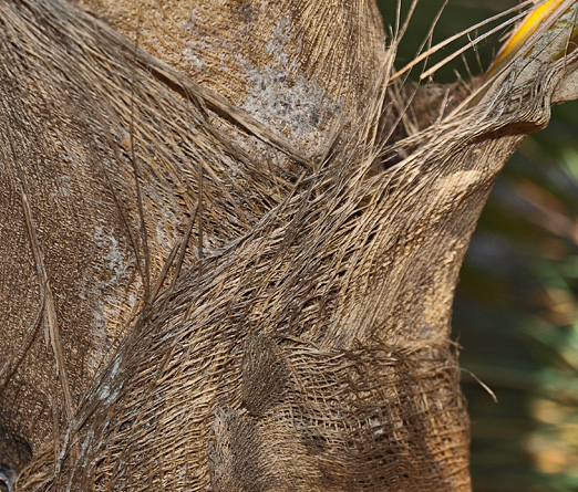  
	 Coccothrinax barbadensis  close view of leaf sheath fibers 
