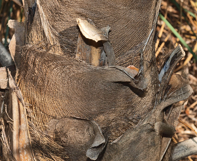  
	 Coccothrinax barbadensis  burlap-like fibers 
