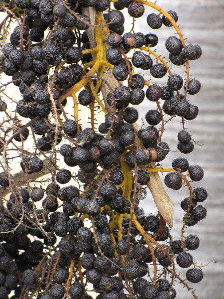  
	 Coccothrinax barbadensis  fruit (Starr Image 090806-4044). Photograph courtesy of Forest amp; Kim Starr,  starrimages@hear.org  
