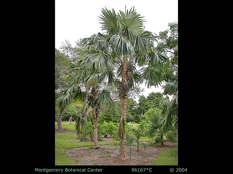  
	 Coccothrinax barbadensis  habit (MBC photo: 96167C-GD04). Photograph courtesy of Montgomery Botanical Center  http://www.montgomerybotanical.org/  
