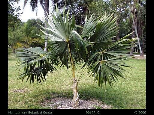  
	 Coccothrinax barbadensis  habit of young palm (MBC photo: 96167C).Photograph courtesy of Montgomery Botanical Center  http://www.montgomerybotanical.org/  
