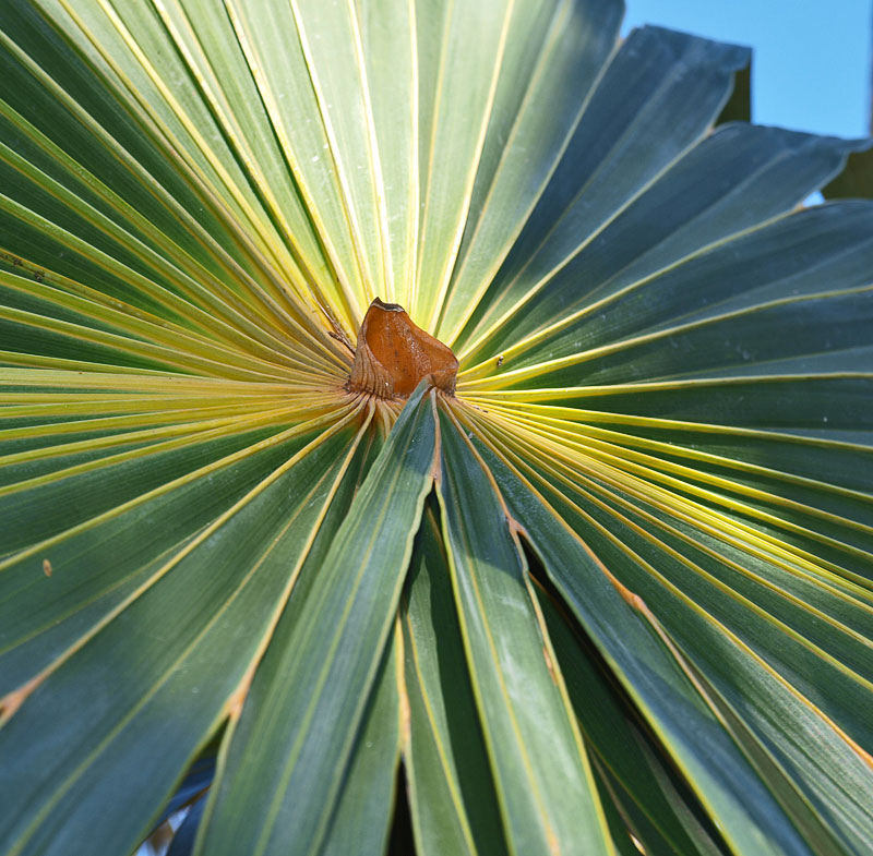  
	 Coccothrinax barbadensis  leaf upper surface with hastula 
