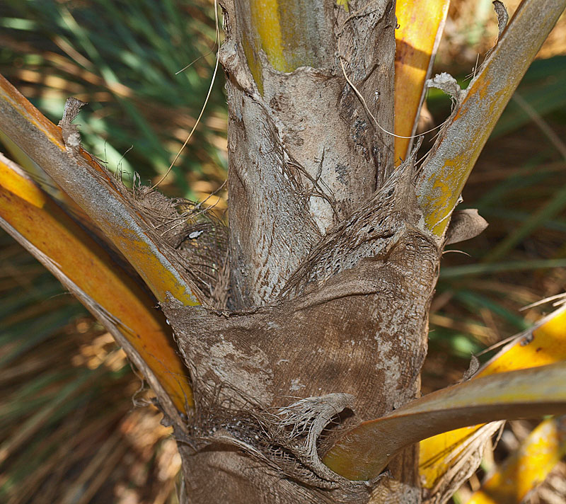  
	 Coccothrinax barbadensis  unsplit petioles 
